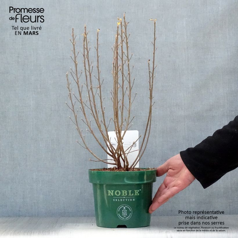 Clethra alnifolia Sixteen Candles 2L/3L pot sample as delivered in spring