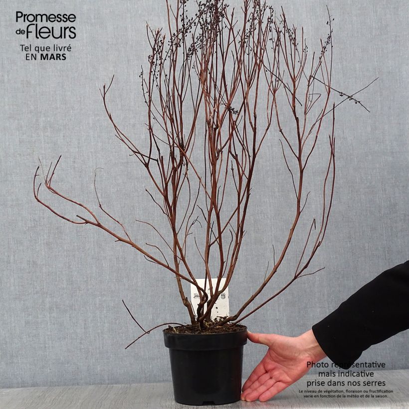 Clethra alnifolia Vanilla Spice 2L/3L pot sample as delivered in winter