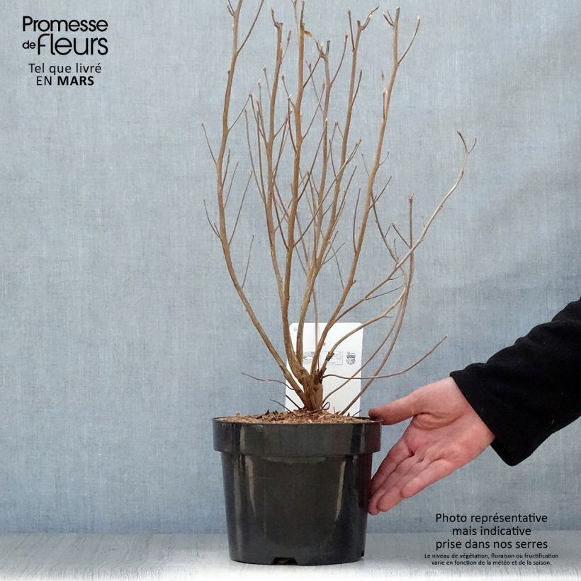 Clethra alnifolia Vanilla Spice 2L/3L pot sample as delivered in spring