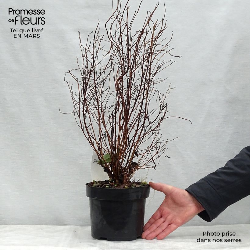 Clethra barbinervis 3L/4L pot sample as delivered in spring