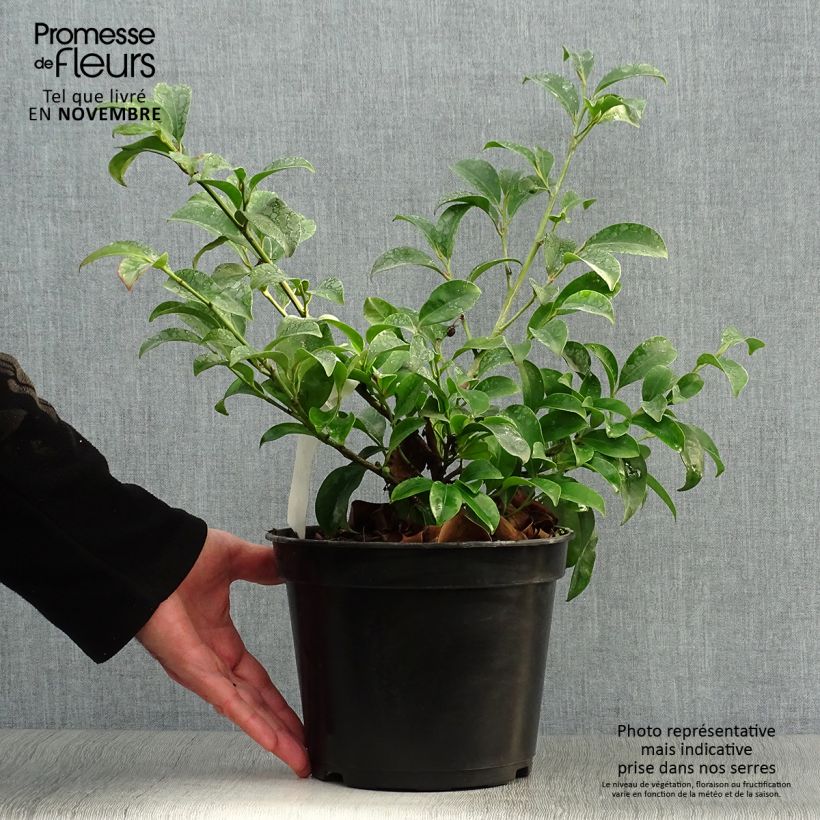 Cleyera japonica 4L/5L pot sample as delivered in autumn