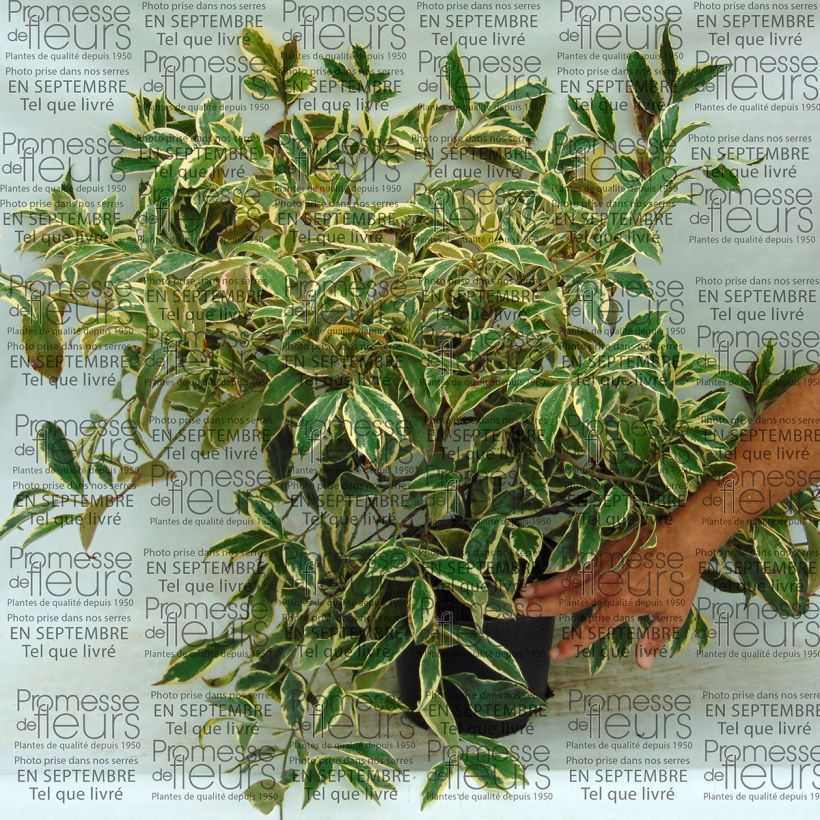 Example of Cleyera japonica Variegata 4L/5L pot specimen as delivered