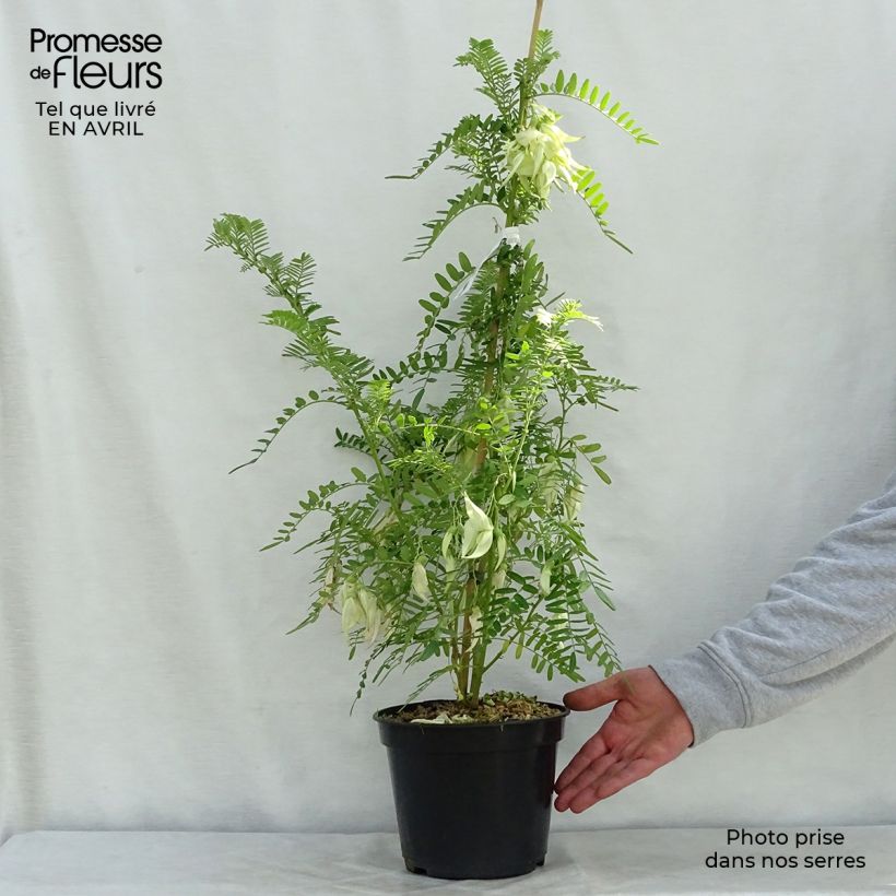 Clianthus puniceus White Heron 3L/4L pot sample as delivered in spring