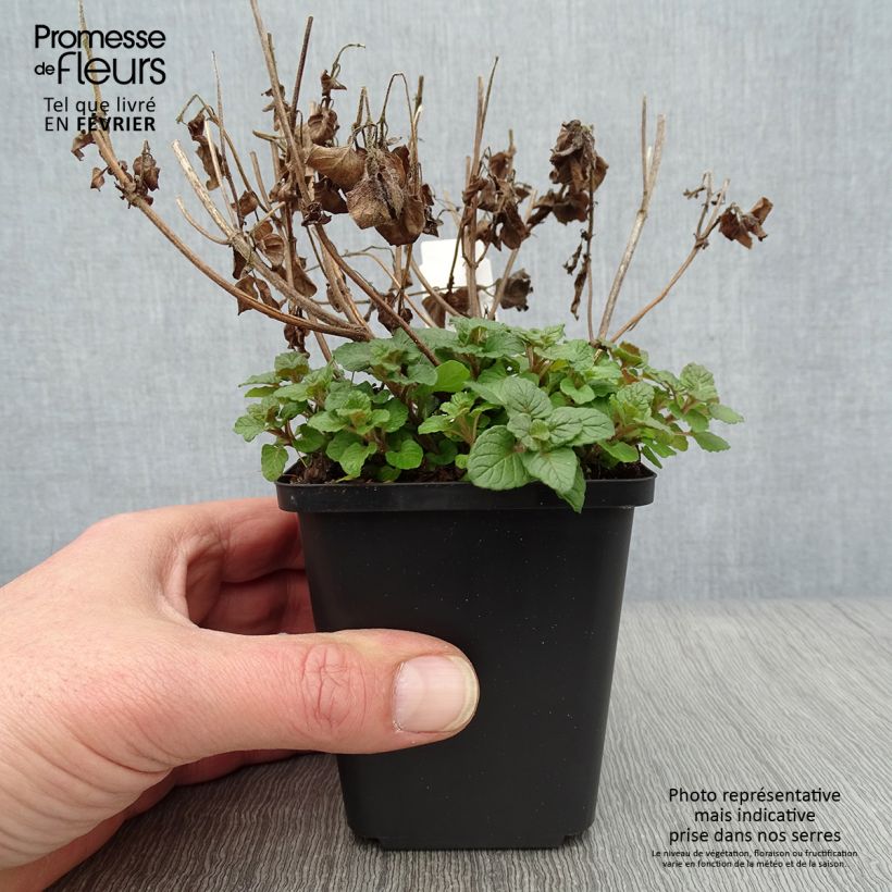 Clinopodium vulgare 8/9 cm pot sample as delivered in winter