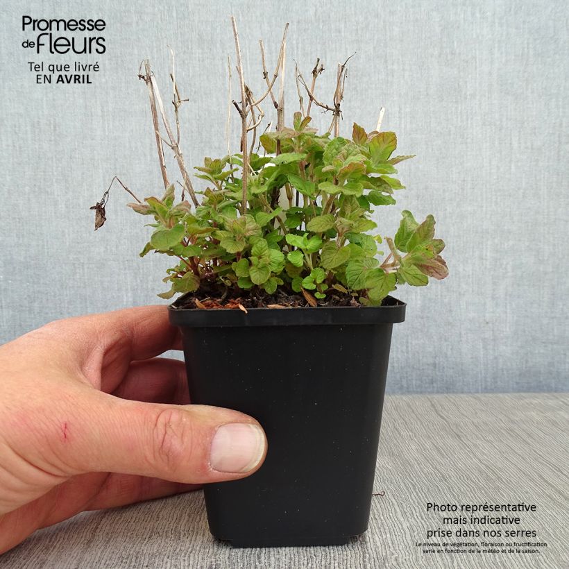 Clinopodium vulgare 8/9 cm pot sample as delivered in spring