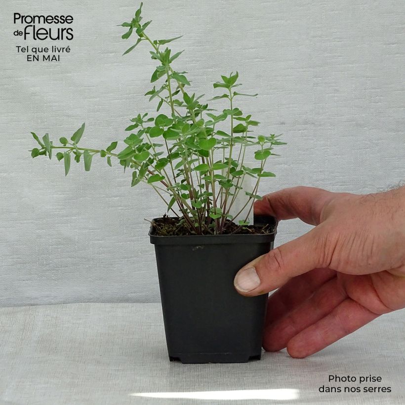 Codonopsis clematidea 8/9 cm pot sample as delivered in spring