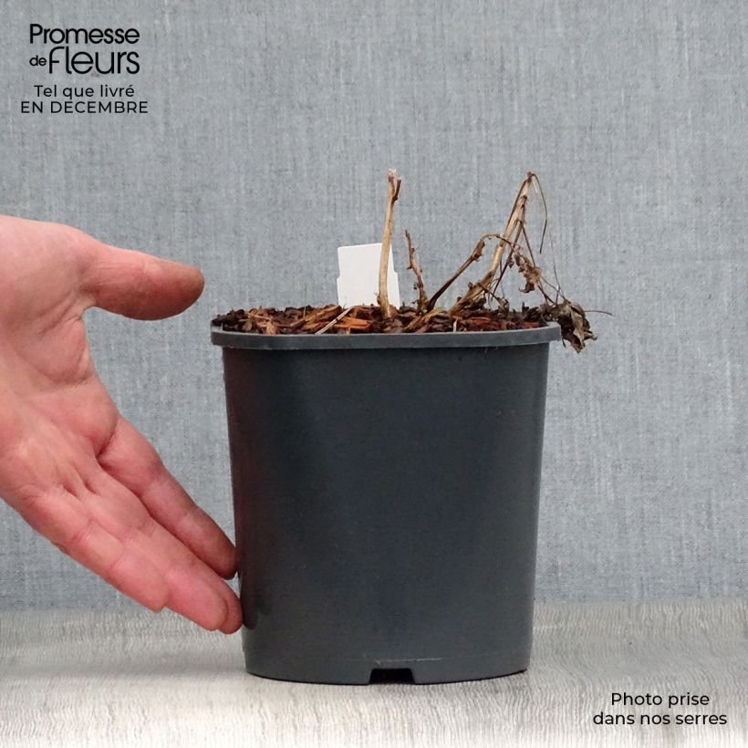 Dicentra spectabilis Alba 2L/3L pot sample as delivered in winter