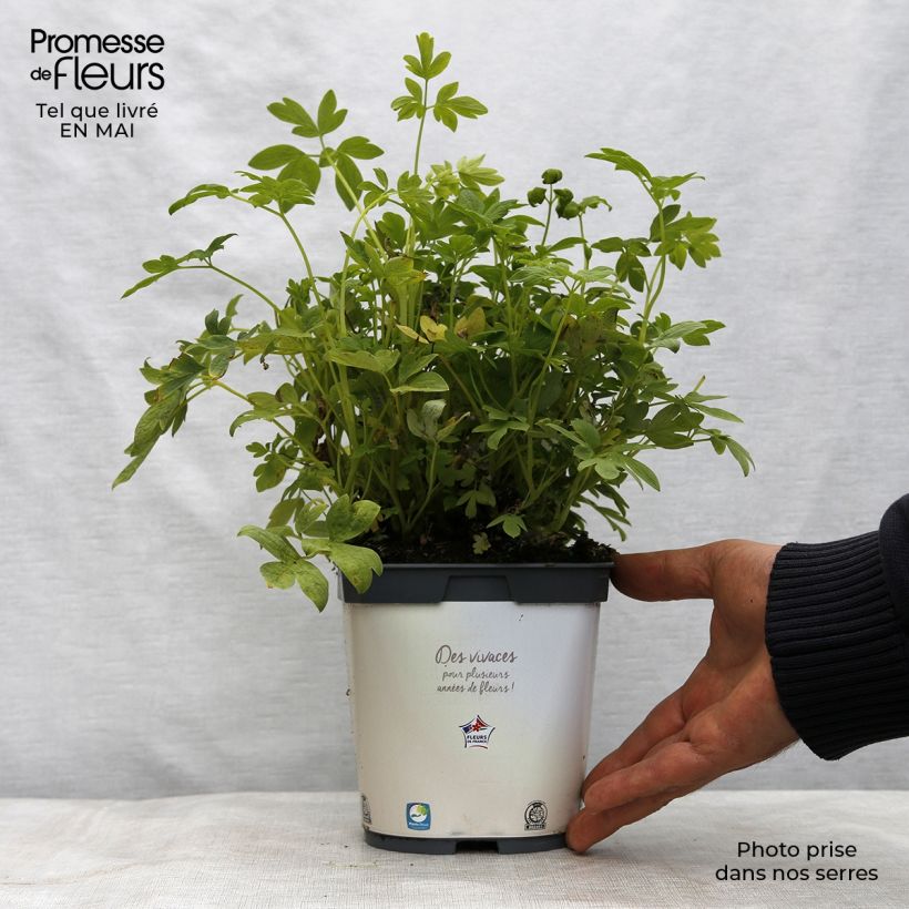 Dicentra spectabilis Alba 2L/3L pot sample as delivered in spring