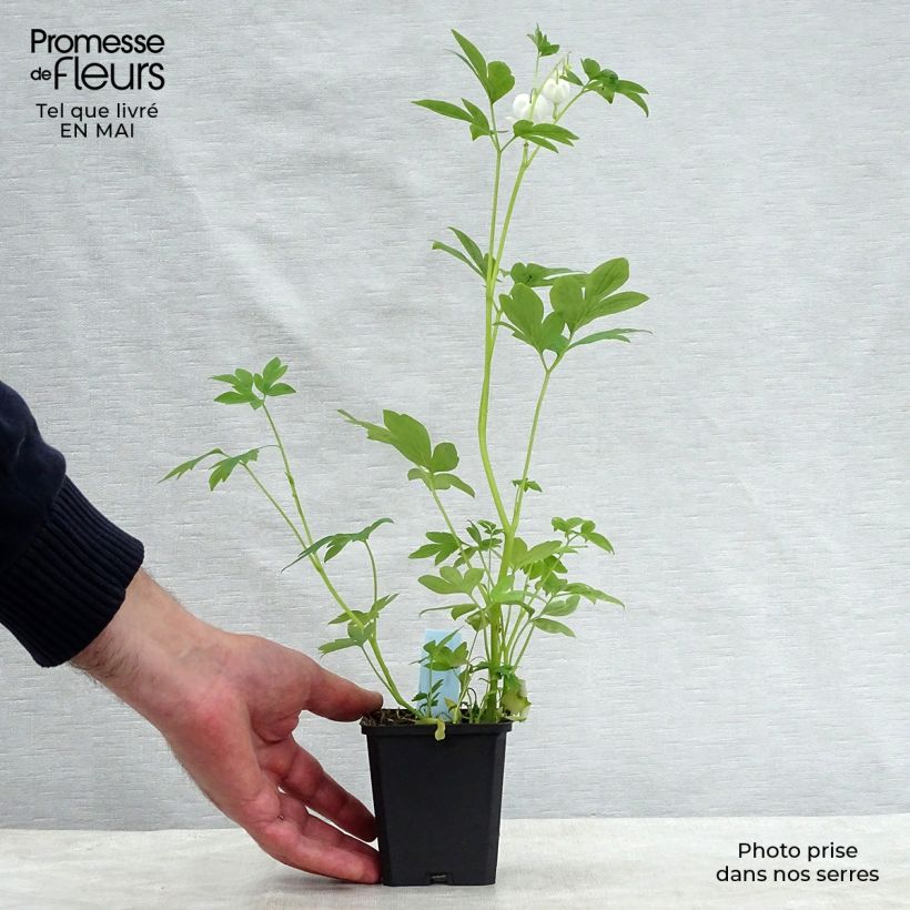 Dicentra spectabilis Alba 8/9 cm pot sample as delivered in spring