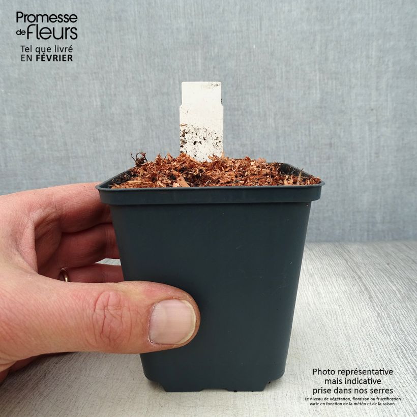 Dicentra King of Hearts 8/9 cm pot sample as delivered in winter