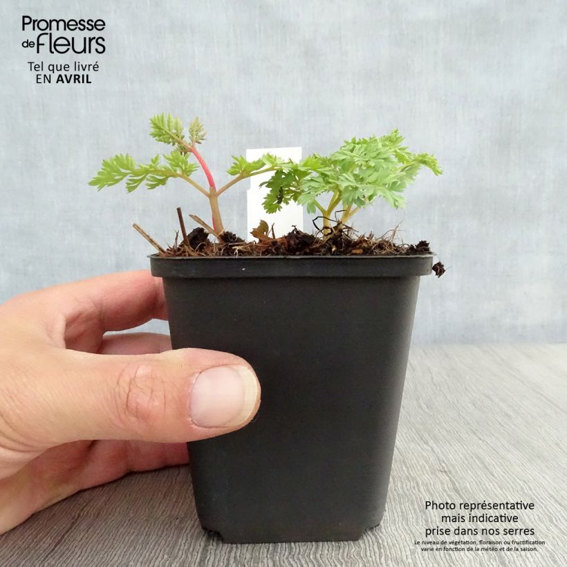 Dicentra King of Hearts 8/9 cm pot sample as delivered in spring