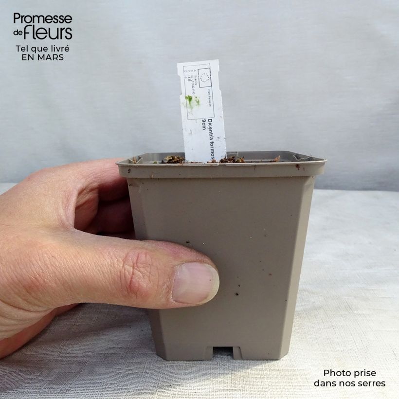 Dicentra formosa Aurora 8/9 cm pot sample as delivered in winter