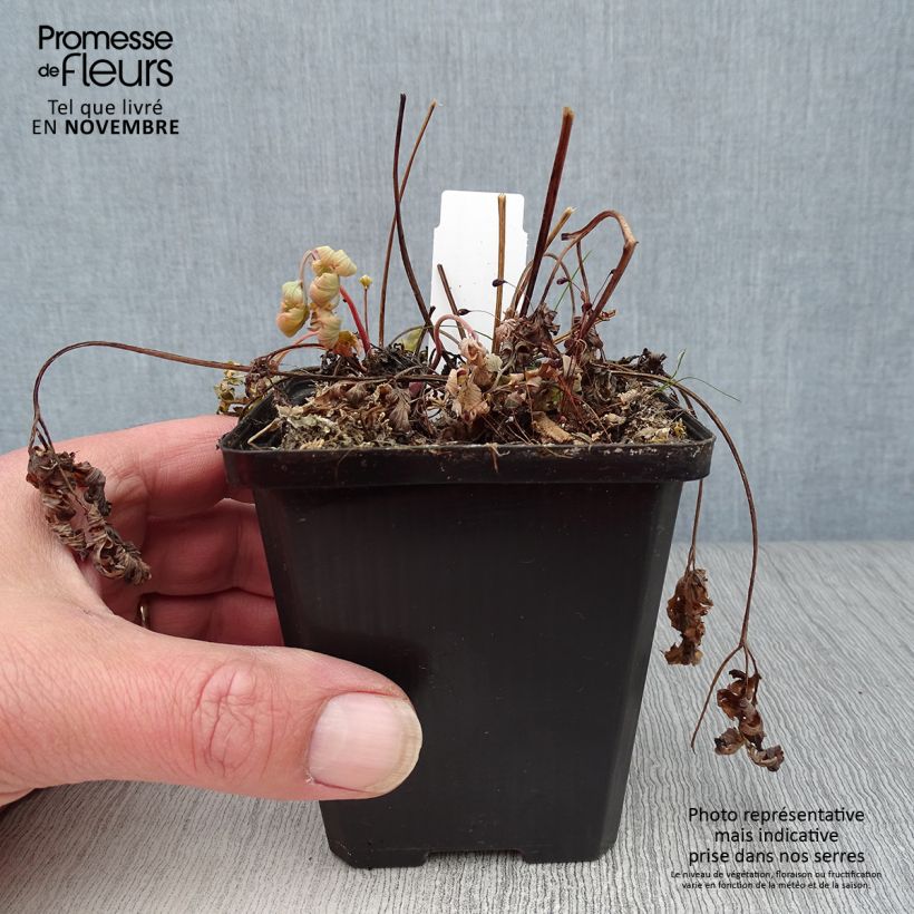 Dicentra formosa Luxuriant 8/9 cm pot sample as delivered in autumn