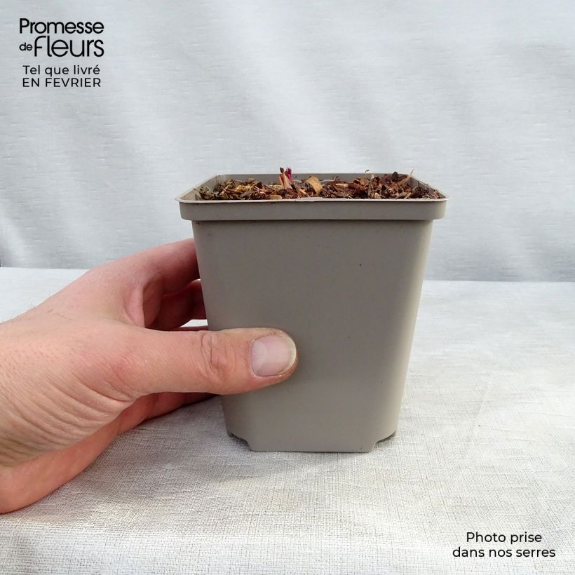 Dicentra formosa Spring Gold 8/9 cm pot sample as delivered in winter
