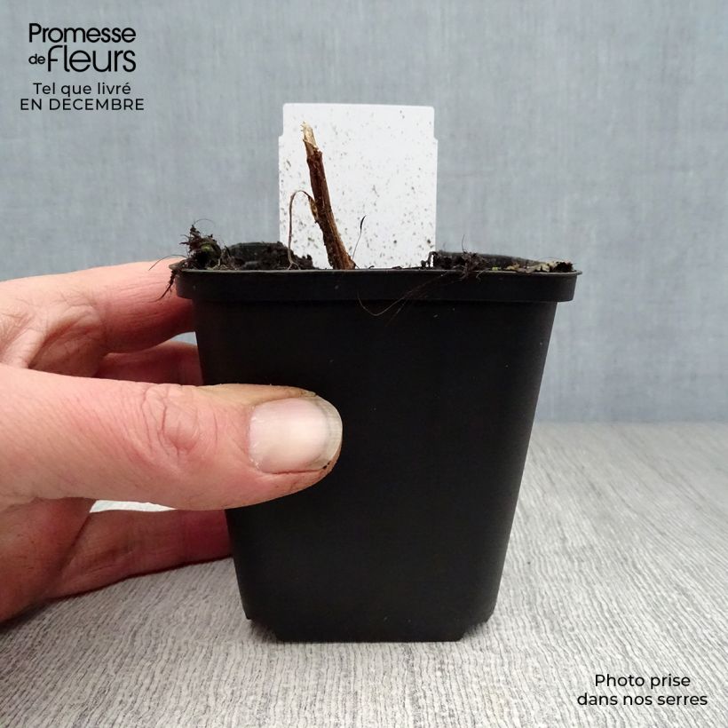 Dicentra spectabilis - Bleeding Heart 8/9 cm pot sample as delivered in winter