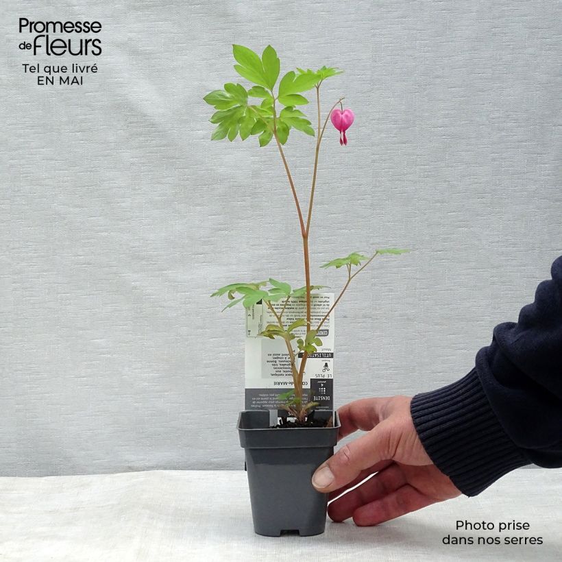 Dicentra spectabilis - Bleeding Heart 8/9 cm pot sample as delivered in spring