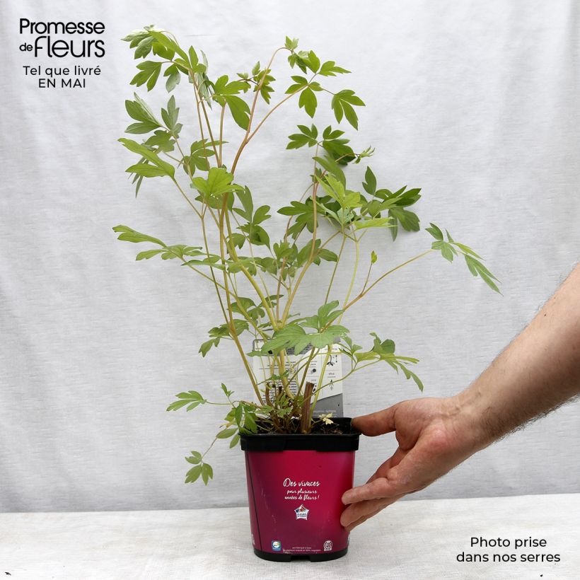 Dicentra spectabilis - Bleeding Heart 2L/3L pot sample as delivered in spring