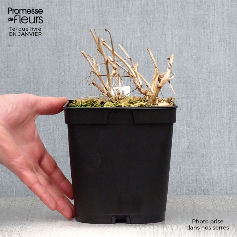 Dicentra spectabilis Valentine 2L/3L pot sample as delivered in winter