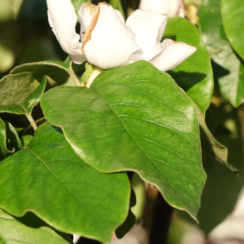 Quince Aromatnaya - Cydonia oblonga (Foliage)