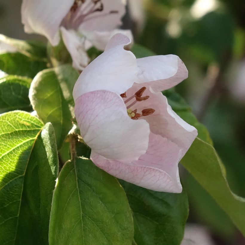 Quince Aromatnaya - Cydonia oblonga (Flowering)