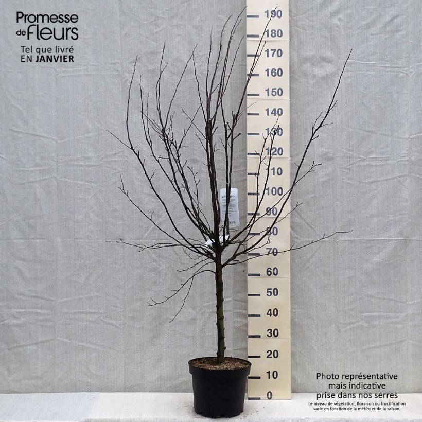 Cydonia oblonga Vranja 7.5L/10L pot, Goblet sample as delivered in winter