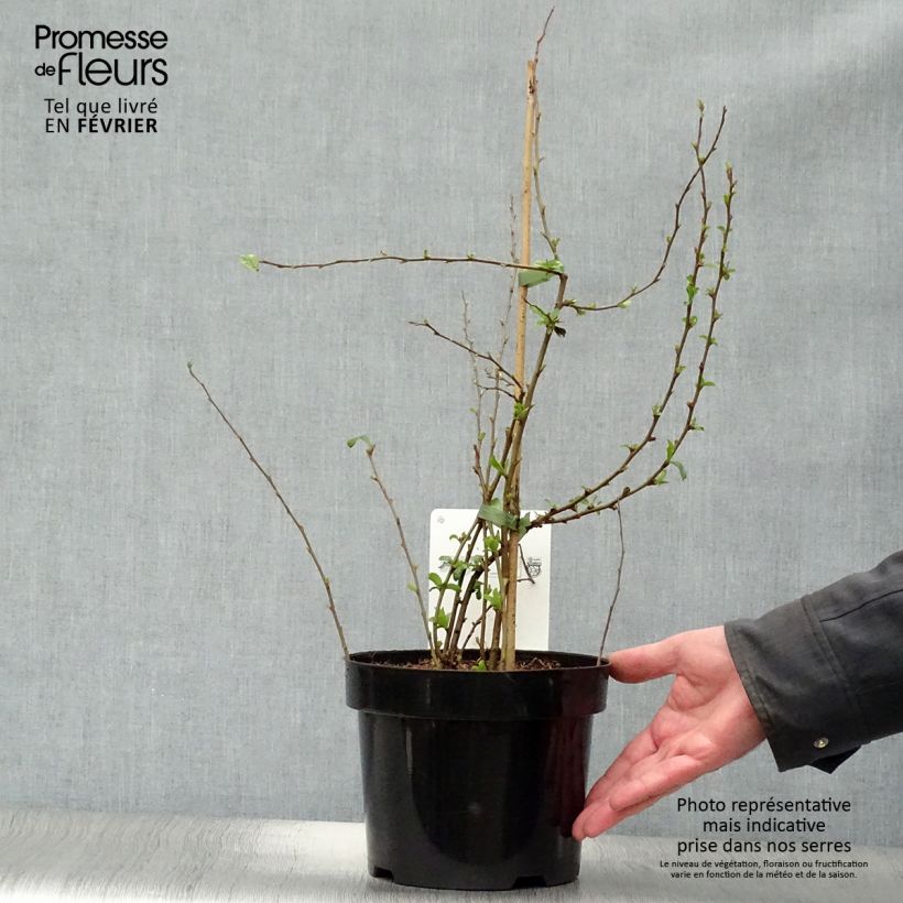 Chaenomeles superba Cameo - Flowering Quince 3L/4L pot sample as delivered in winter