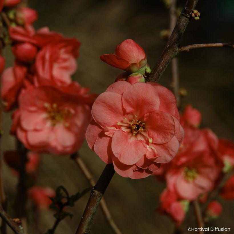Chaenomeles speciosa Double Delice Passion - Japanese quince (Flowering)