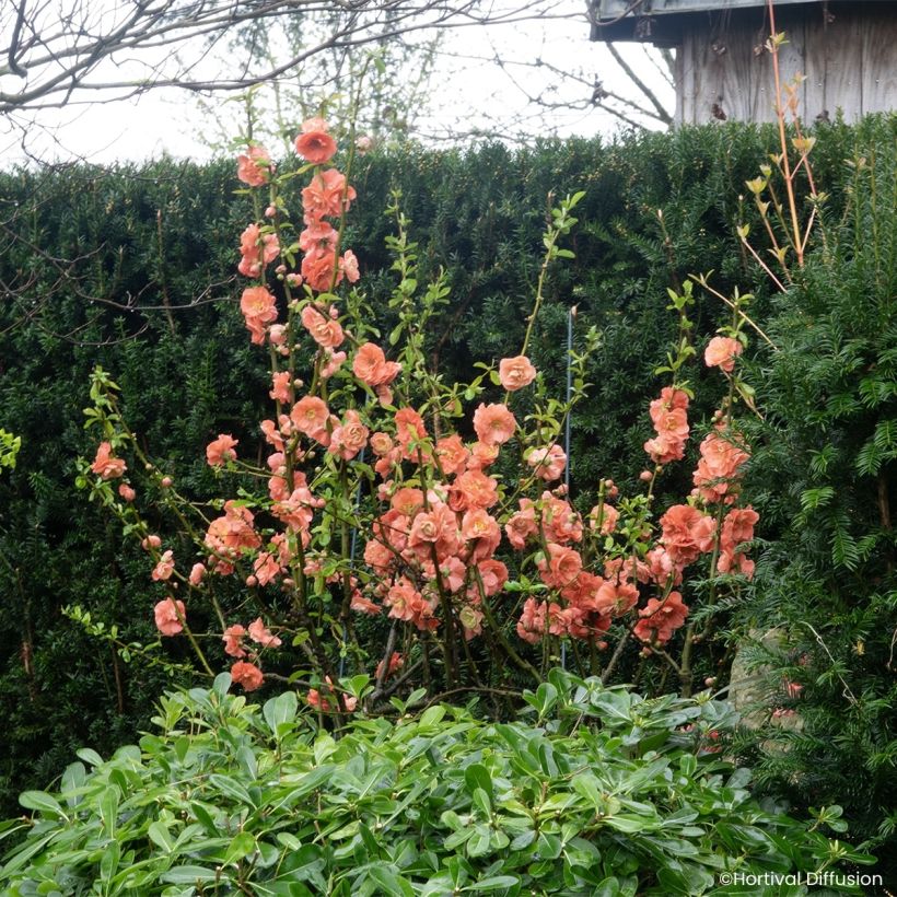 Chaenomeles speciosa Double Delice Passion - Japanese quince (Plant habit)