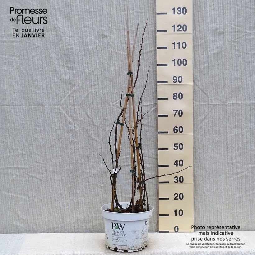 Chaenomeles speciosa Mango Storm - Flowering Quince 7.5L/10L pot sample as delivered in winter