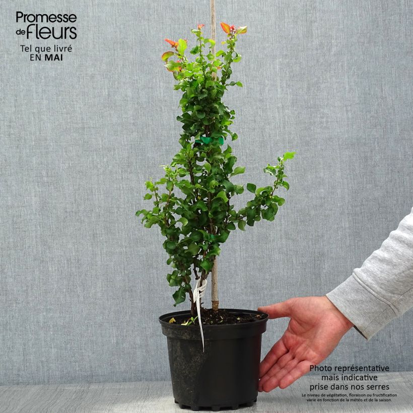 Chaenomeles speciosa Red Kimono Ainoomoi - Flowering Quince 4L/5L pot sample as delivered in spring