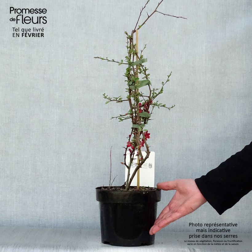 Chaenomeles superba Elly Mossel - Flowering Quince 2L/3L pot sample as delivered in winter