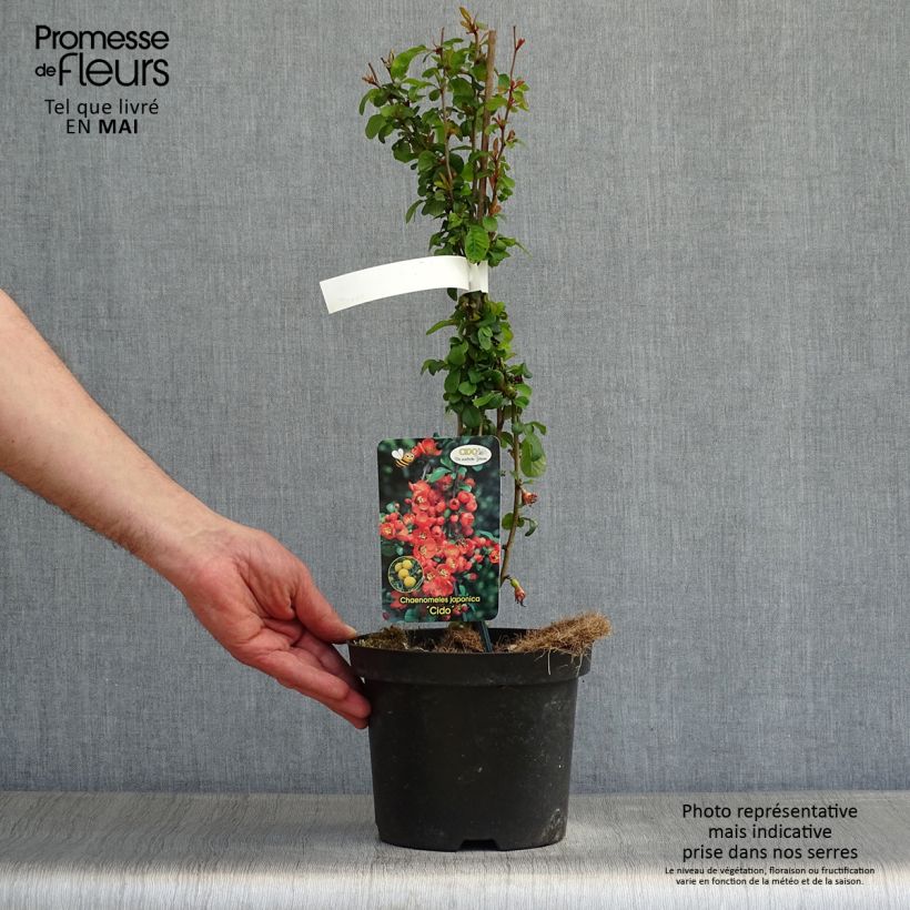 Chaenomeles japonica Cido - Flowering Quince 2L/3L pot sample as delivered in spring
