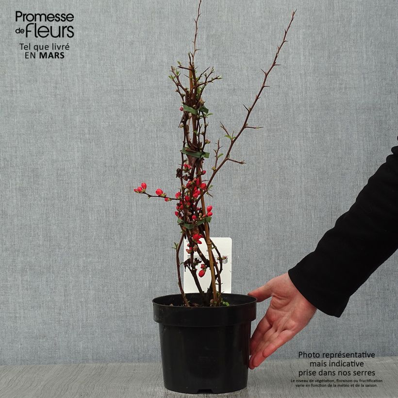 Chaenomeles superba Clementine - Flowering Quince 3L/4L pot sample as delivered in winter