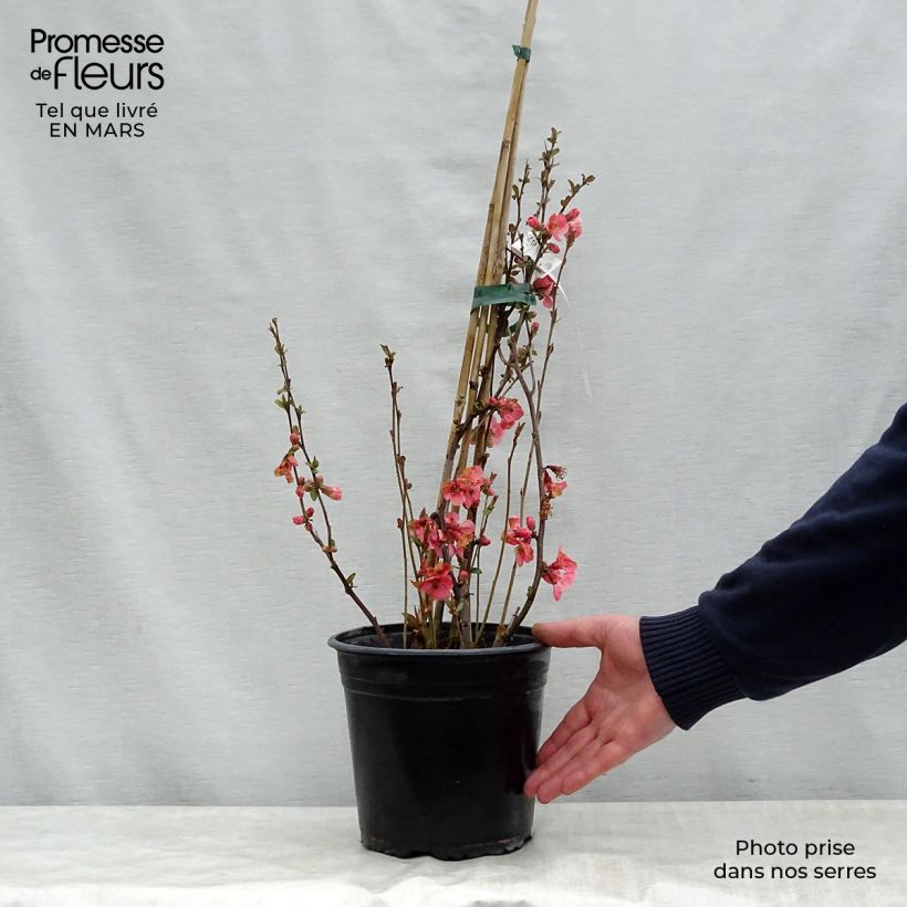 Chaenomeles spathulifolium Eximia - Flowering Quince 4L/5L pot sample as delivered in spring