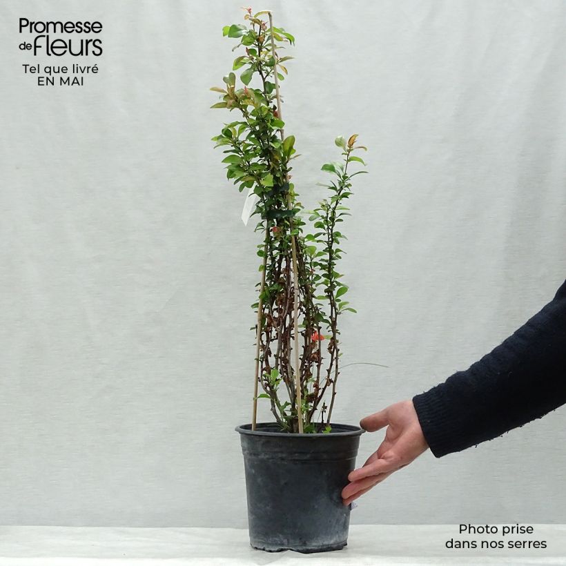 Chaenomeles speciosa Friesdorfer - Flowering Quince 3L/4L pot sample as delivered in spring