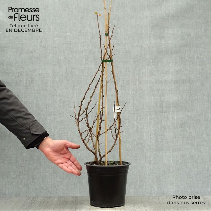 Chaenomeles speciosa Friesdorfer - Flowering Quince 3L/4L pot sample as delivered in winter