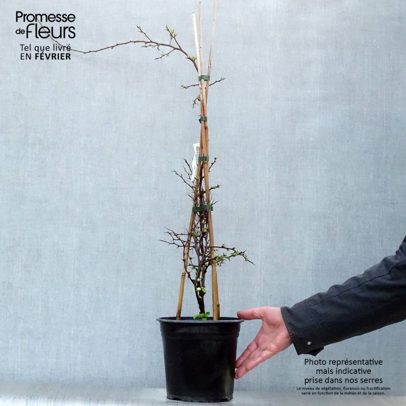 Chaenomeles speciosa Kinshiden - Flowering Quince 3L/4L pot sample as delivered in winter