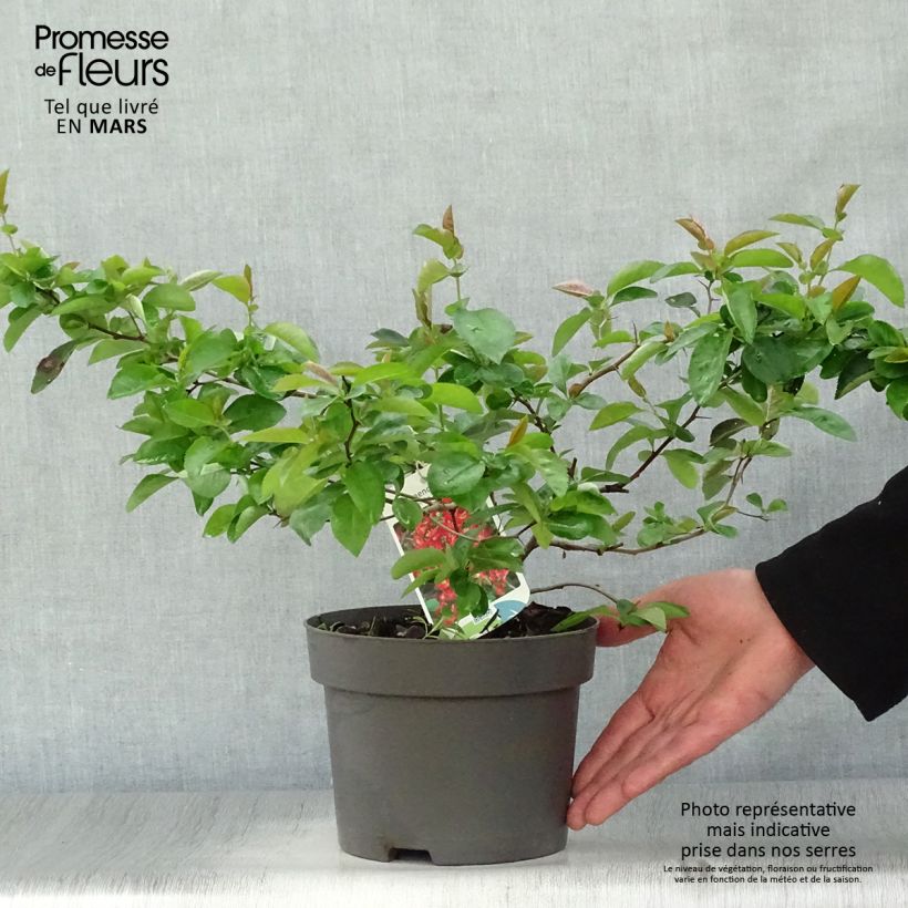 Chaenomeles superba Nicoline - Flowering Quince 2L/3L pot sample as delivered in spring