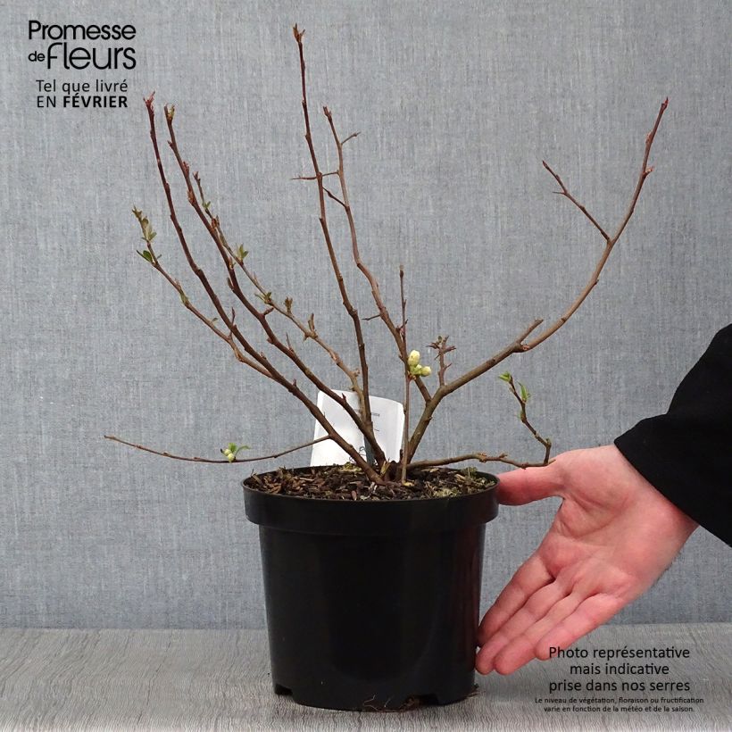 Chaenomeles speciosa Nivalis - Flowering Quince 2L/3L pot sample as delivered in winter