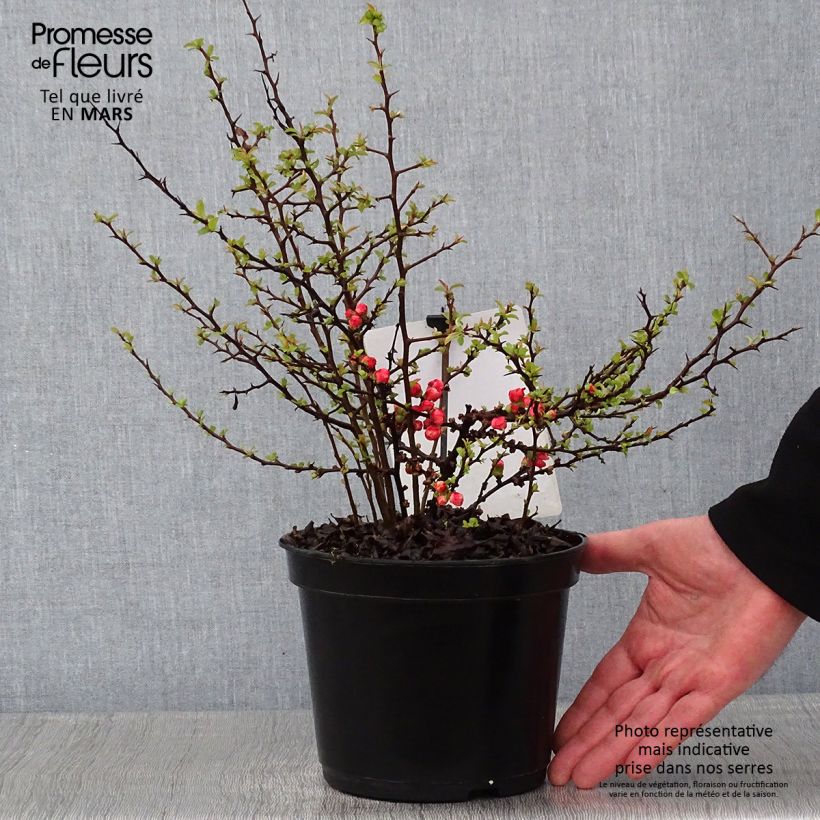 Chaenomeles superba Red Joy - Flowering Quince 2L/3L pot sample as delivered in winter