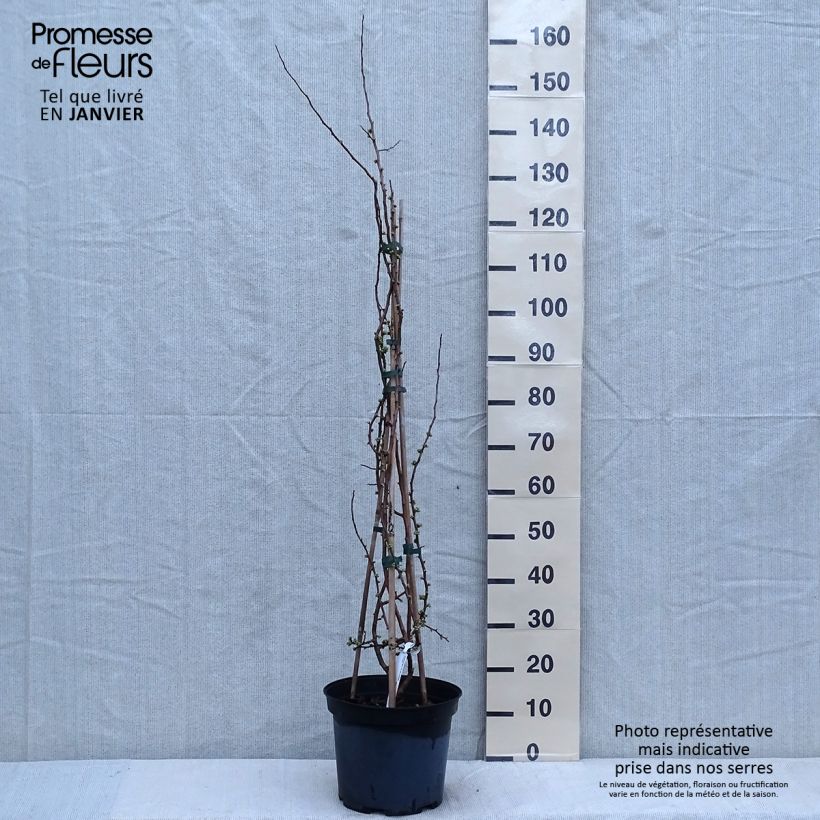 Chaenomeles speciosa Rubra - Flowering Quince 7.5L/10L pot sample as delivered in winter