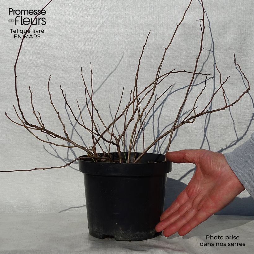 Chaenomeles japonica Sargentii - Flowering Quince 3L/4L pot sample as delivered in spring