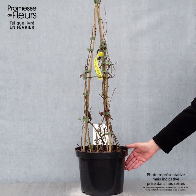 Chaenomeles speciosa Yukigoten - Flowering Quince 7.5L/10L pot sample as delivered in winter