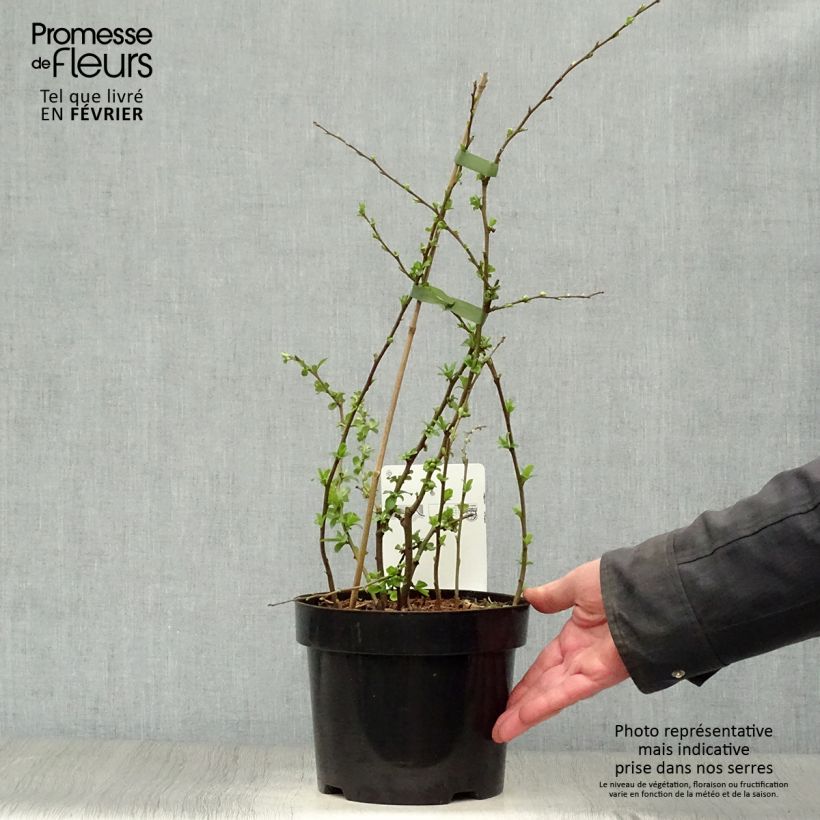 Chaenomeles speciosa Yukigoten - Flowering Quince 3L/4L pot sample as delivered in winter