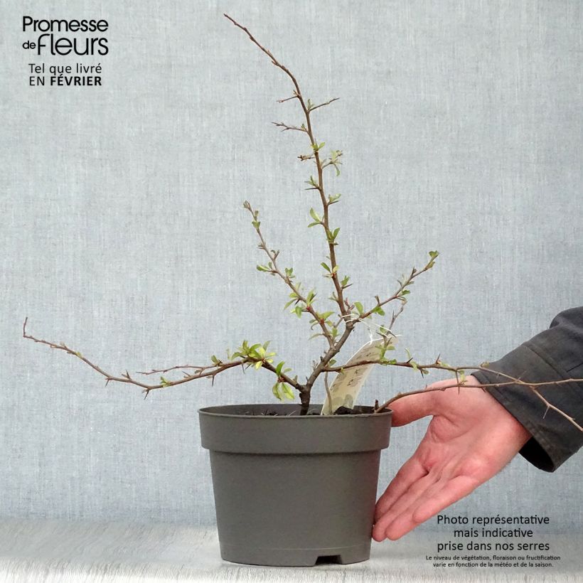 Chaenomeles superba Hollandia - Flowering Quince 2L/3L pot sample as delivered in winter
