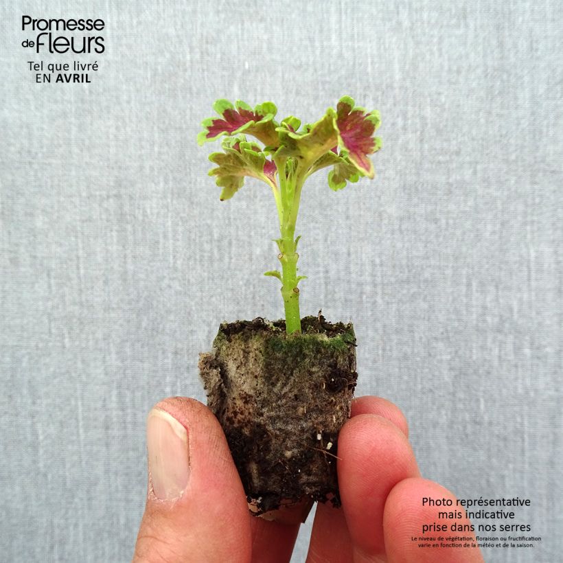 Solenostemon Ruffles Copper Plug plant 3/4cm sample as delivered in spring