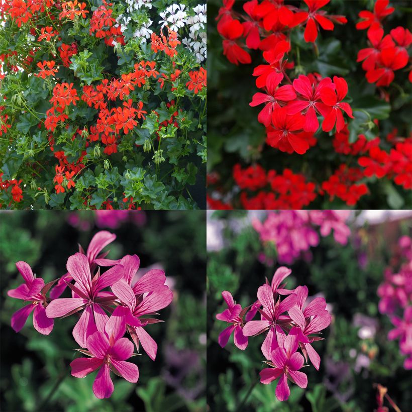 Collection of 10 Red and Pink Balcony Geraniums (Flowering)