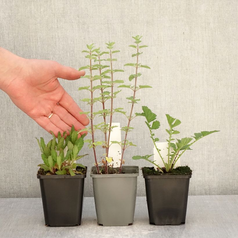 3 Essential Perennials for Summer sample as delivered in spring