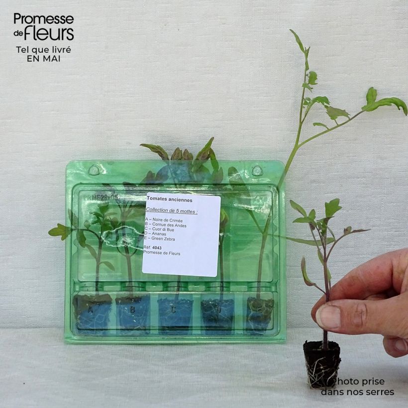 Collection of 5 Heirloom Tomato Plants
 sample as delivered in spring