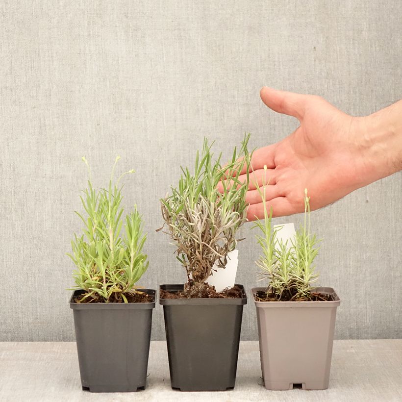 Lavandula angustifolia 'Hidcote', 'Alba', 'Rosea' sample as delivered in spring